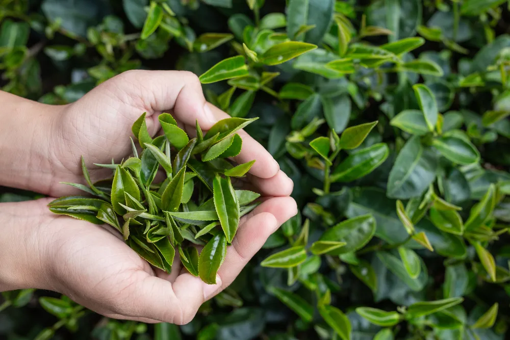 zielona herbata jako składnik spalacza tłuszczu