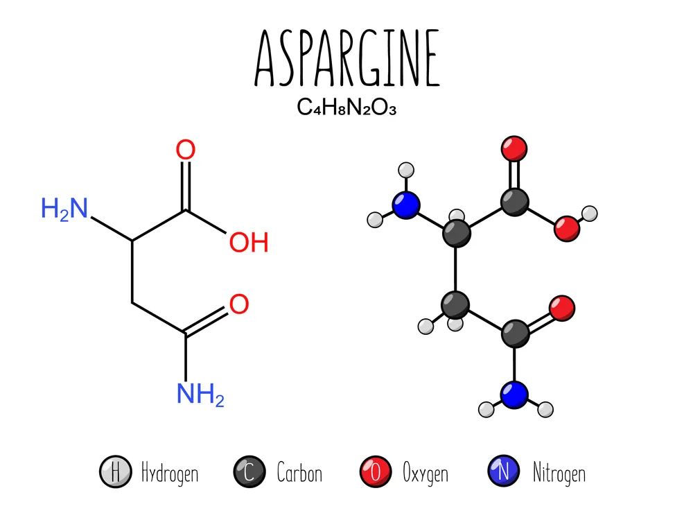 aminokwas asparagina