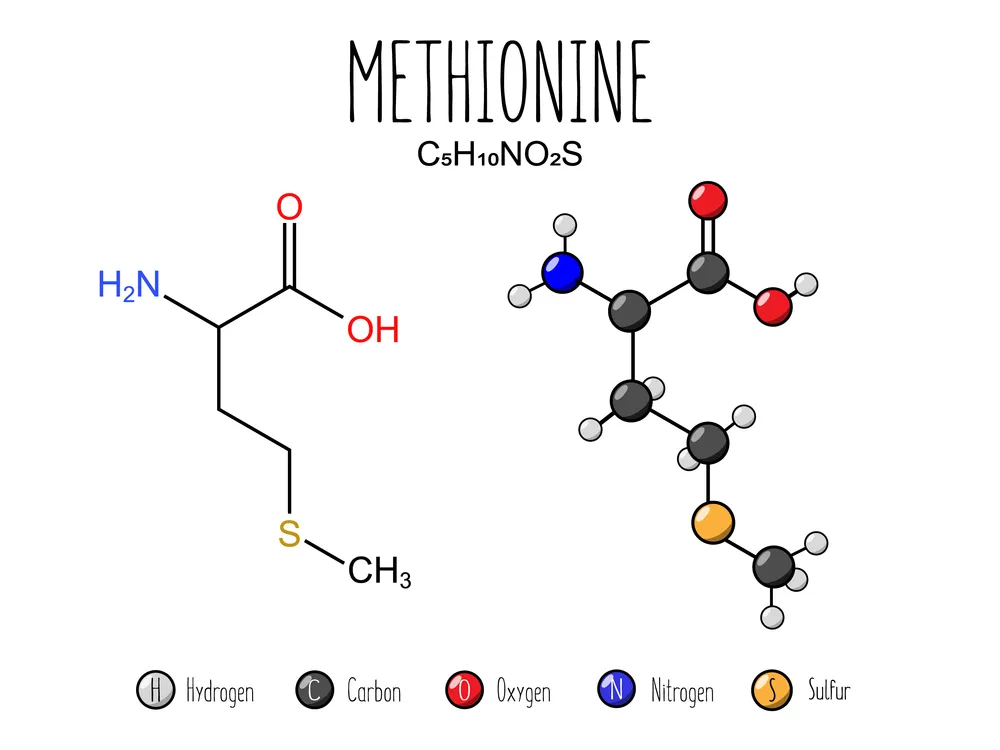 aminokwas metionina
