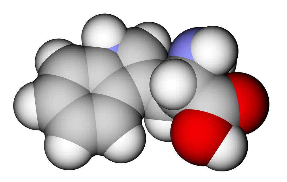 model 3d tryptofanu aminokwasu egzogennego