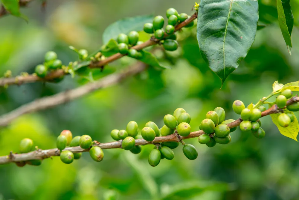 zielona kawa jako naturalny spalacz tłuszczu