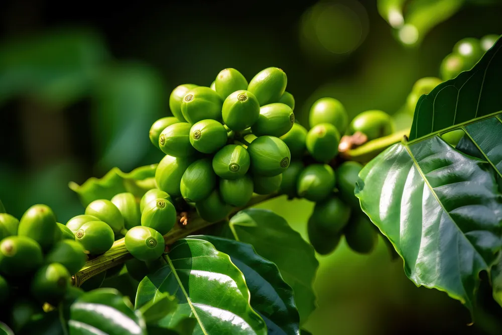 zielona kawa składnik spalacza tłuszczu