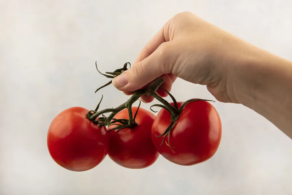 czerwone pomidory gałązkowe
