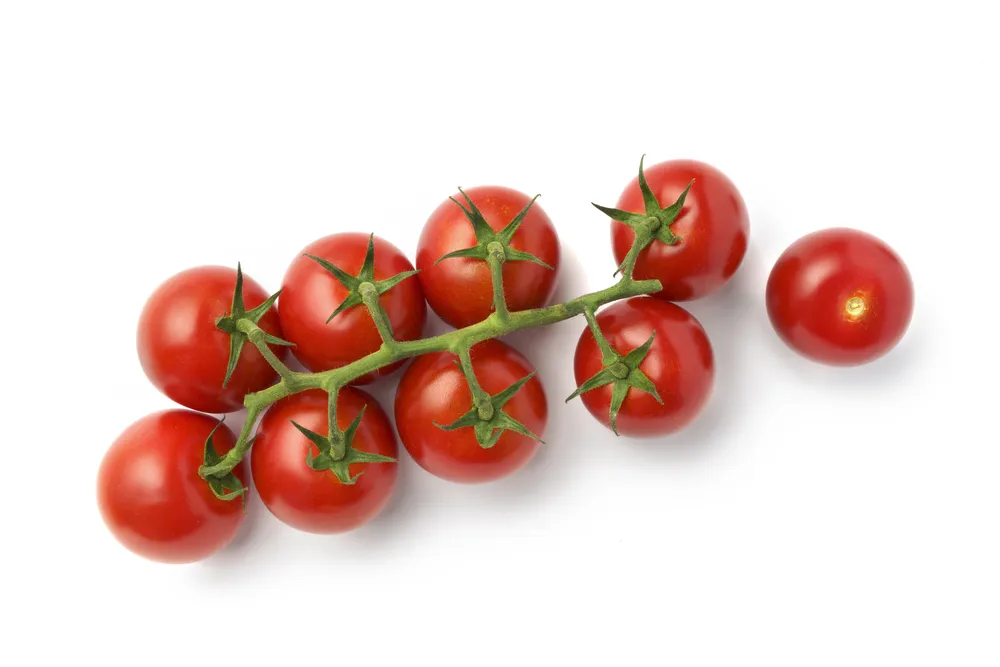 gałązka czerwonych pomidorów koktajlowych